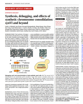 Synthesis, debugging, and effects of synthetic chromosome consolidation: synVI and beyond