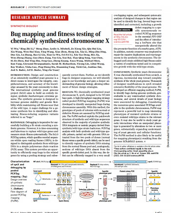 Bug mapping and fitness testing of chemically synthesized chromosome X